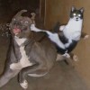 Edit funny-cats-a02.jpg