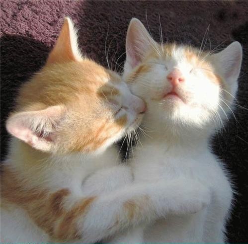 Edit chat-bisous.jpg