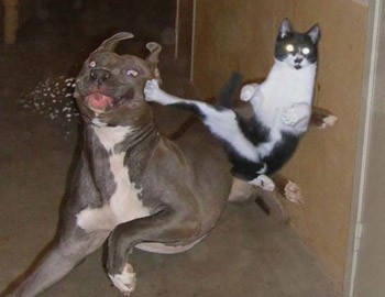 Edit funny-cats-a02.jpg