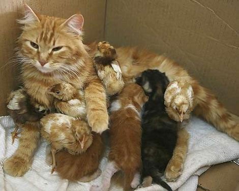 Edit funny-cats-a03.jpg