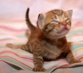 Edit funny-cats-a06.jpg