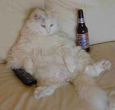 Edit funny-cats-a11.jpg