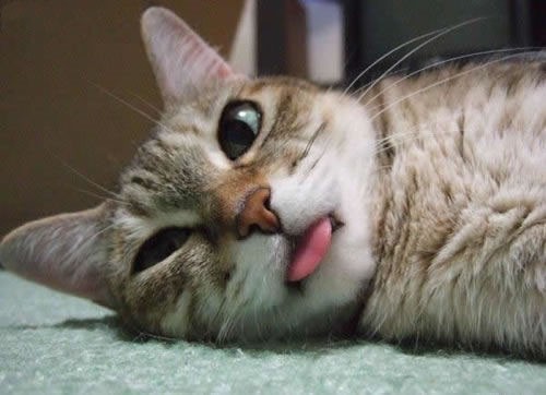 Edit funny-cats-a12.jpg