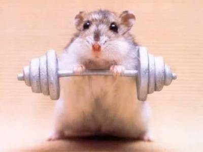 Edit hamster_005.jpg