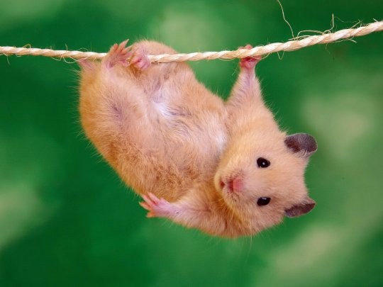 Edit hamster_006.jpg