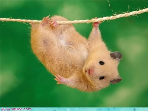 Edit hamster_007.jpg