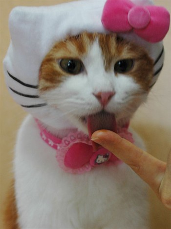Edit hello-kitty-cat.jpg