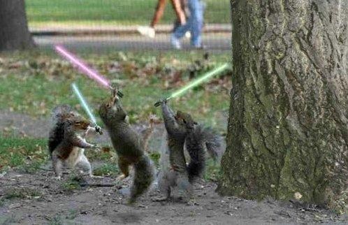 Edit jedi_squirrel.jpg