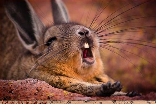 Edit lapin-baille.jpg