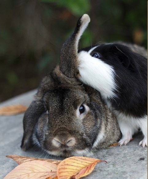 Edit lapin-schit.jpg