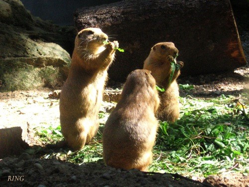 Edit other_animals_1.jpg