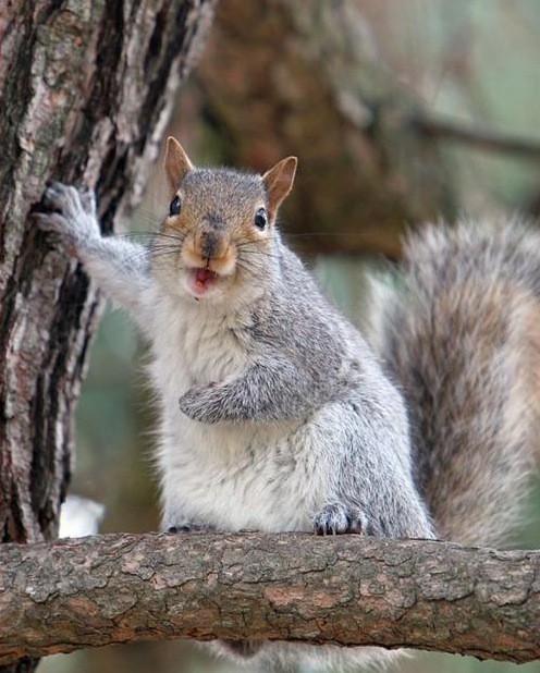 Edit other_animals_2.jpg