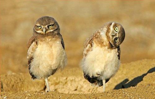 Edit other_animals_5.jpg